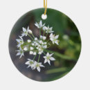 Pesquisar por flores brancas ornamentos Floral