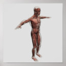 Pesquisar por sistema muscular pôsteres Braquioradialis