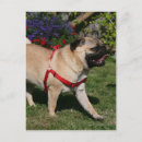 Pesquisar por carlin cartoes postais Pug