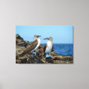 Pesquisar por aviários impressão de canvas Animal