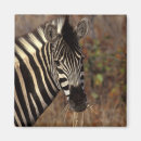 Pesquisar por de africa do sul imas Zebra