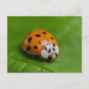 Pesquisar por os joaninhas cartoes postais Fotografia da natureza