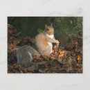 Pesquisar por esquilo cinzento cartoes postais Natureza