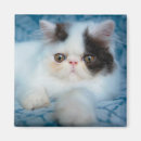 Pesquisar por fluffy cat imas Kitten