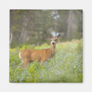 Pesquisar por mulas imas Natureza