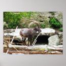 Pesquisar por cabras montanha pôsteres Animal