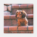 Pesquisar por miniaturas imas Animal