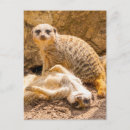 Pesquisar por suricate Zoológico