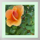 Pesquisar por rosebud Natureza