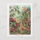 Pesquisar por tropical flowers cartoes postais Flores