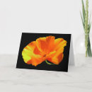 Pesquisar por california poppy cartoes Papoila