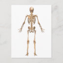 Pesquisar por crânio humano cartoes postais Anatomia