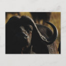 Pesquisar por búfalo africano cartoes postais Selvagem