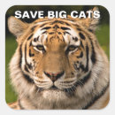 Pesquisar por listras do tigre adesivos Qualquer pessoa