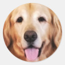 Pesquisar por golden retriever adesivos Cães