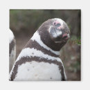 Pesquisar por patagonia imas Pinguim