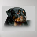 Pesquisar por rottweilers artes pôsteres Cachorros