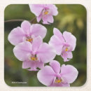 Pesquisar por phalaenopsis Orquídea