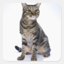 Pesquisar por gato branco com adesivos Animais