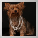 Pesquisar por do yorkshire terrier artes pôsteres Doce