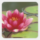 Pesquisar por almofada de lírio adesivos Rosa