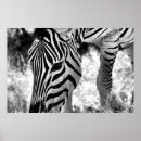 Pesquisar por zebra pósteres pôsteres Qualquer pessoa