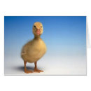 Pesquisar por pato pequeno cartoes postais Fofo