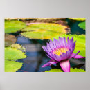 Pesquisar por flores poster plantas pôsteres Água