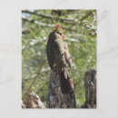 Pesquisar por laranja vermelho cartoes postais Animal