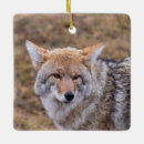 Pesquisar por lobo ornamentos Coiote