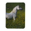 Pesquisar por cavalo árabe imas Foto