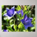 Pesquisar por balão azul pósteres pôsteres For her