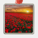 Pesquisar por tulips ornamentos Tulipa