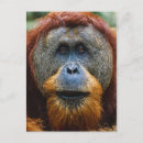 Pesquisar por sumatra cartoes postais Borneto