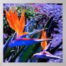 Pesquisar por pássaros exóticos pôsteres Flores