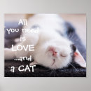 Pesquisar por amor do gatinho E um gato