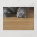 Pesquisar por animais domésticos cartoes postais Felino