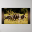 Pesquisar por animais do safari pôsteres Natureza