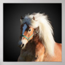 Pesquisar por haflinger pósteres pôsteres Pônei