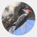 Pesquisar por hudson adesivos Natureza