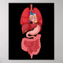 Pesquisar por órgão anatomia pôsteres Diagrama