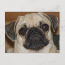 Pesquisar por pug chinês Canino