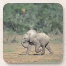 Pesquisar por elephant porta copos Natureza