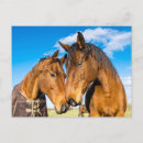 Pesquisar por cavalo azul cartoes postais Casal