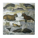 Pesquisar por cavalo marinho azulejos Aquático