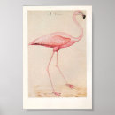 Pesquisar por flamingo pôsteres Pássaro