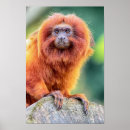 Pesquisar por tamarin pósteres pôsteres Animal