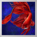 Pesquisar por peixes betta pôsteres Pintura