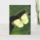 Pesquisar por borboletas amarelas cartoes Natureza