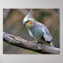 Pesquisar por cockatiel pôsteres Ninfhicus hollandicus